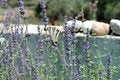 Free Butterfly And Lavender 2 Royalty Free Stock Photography - 964577