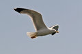 Free Gull Flying High Stock Image - 964841