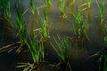Free New Growth Stock Image - 965331