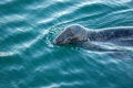 Free Watchful Seal Royalty Free Stock Photo - 968715