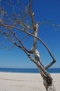 Free Tree At The Beach Costa Azul Los Cabos Royalty Free Stock Photo - 9616905
