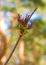 Free Spring Leaves Stock Images - 9611744