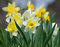 Free Narciss Flowers Stock Images - 9612114