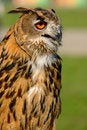 Free Eurasian Eagle Owl Stock Image - 9623381