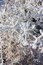 Free Frozen Branch Stock Image - 9627261