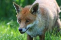 Free Fox Dog Head Stock Photos - 9637183