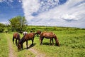 Free Wild Steppe Horses Royalty Free Stock Photo - 9639965