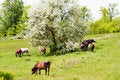 Free Wild Steppe Horses Royalty Free Stock Photography - 9639977