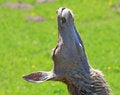 Free Deer Animal Head Close-up Royalty Free Stock Image - 9644766