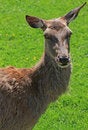 Free Deer Animal Head Close-up Stock Photos - 9644823