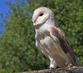 Free Owl Bird Animal Stock Image - 9650921
