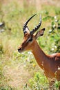 Free Impala Male (Aepyceros Melampus) Royalty Free Stock Photography - 9667897