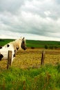 Free Beautiful Horse Watching Royalty Free Stock Images - 9667999