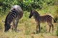 Free Zebra With Cub (Equus Burchellii) Stock Photography - 9668032
