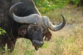 Free Buffalo (Syncerus Caffer) Stock Photos - 9679193
