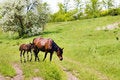 Free Wild Steppe Horses Royalty Free Stock Image - 9679546
