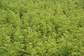 Free Zhengzhou Botanical Garden Royalty Free Stock Image - 9681836
