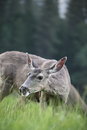 Free Deer Royalty Free Stock Photography - 9688387
