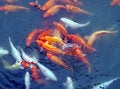 Free Carps Racing For Foods 2 Stock Photos - 972093
