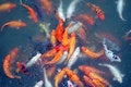 Free Carps Racing For Foods Stock Image - 972101