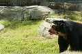 Free Spectacled Bear Royalty Free Stock Photos - 972888