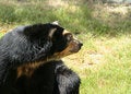 Free Spectacled Bear Looking Side Stock Images - 972914