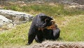 Free Spectacled Bear Resting Royalty Free Stock Photos - 972948