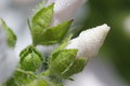 Free Mallow Bud Stock Image - 976591