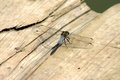 Free Blue Dragon Fly Royalty Free Stock Photo - 976665