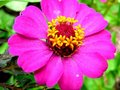 Free Zinnia -4 Royalty Free Stock Photos - 977858