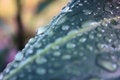 Free Wet With Moisture Royalty Free Stock Photos - 979558