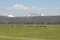 Free Yellowstone Bisons Royalty Free Stock Image - 972366