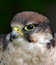 Free Bird Of Prey Stock Photos - 973693