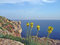 Free Yellow Flowers Stock Image - 974301