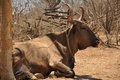 Free Mexican Bull Stock Photography - 9704422