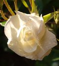 Free White Rose Stock Photography - 9759012