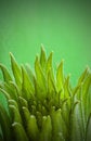Free Green Flames Stock Photo - 9763170