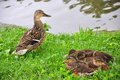 Free Duck And Ducklings Stock Photo - 9769670