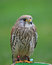 Free Common Kestrel Stock Photos - 9766383