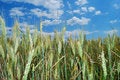 Free Wheat Field Royalty Free Stock Images - 9780999