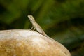 Free Lizard Merged With Stone. Stock Photography - 9782982