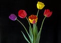 Free Tulips On Black Royalty Free Stock Photography - 9789337
