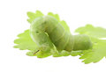 Free Caterpiller On A Parsley Leaf-swallow DOF Stock Photo - 9790740