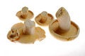 Free Mushroom Stock Images - 9791564