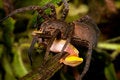 Free Frog Eating Tarantula Big Hairy Spider Kills Royalty Free Stock Photography - 9797957