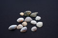 Free A Scatter Of Sea Shells Stock Image - 9799581