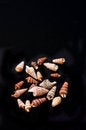 Free A Scatter Of Spiral Sea Shells Stock Photo - 9799640