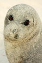 Free Sad Eyes Stock Photography - 983492
