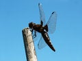 Free Dragonfly Royalty Free Stock Photography - 984577