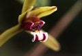 Free Ant And Orchid Flower Royalty Free Stock Images - 989929
